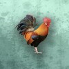 剧云集
